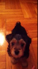 Leo Learns his very first trick - To Sit! Cutest Puppy Vid