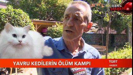 Yavru Kedilerin Ölüm Kampı