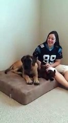 Big Barker Dog Bed Review: Charlie and Brittany