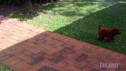 Funniest Animal Fails Compilation || FailArmy