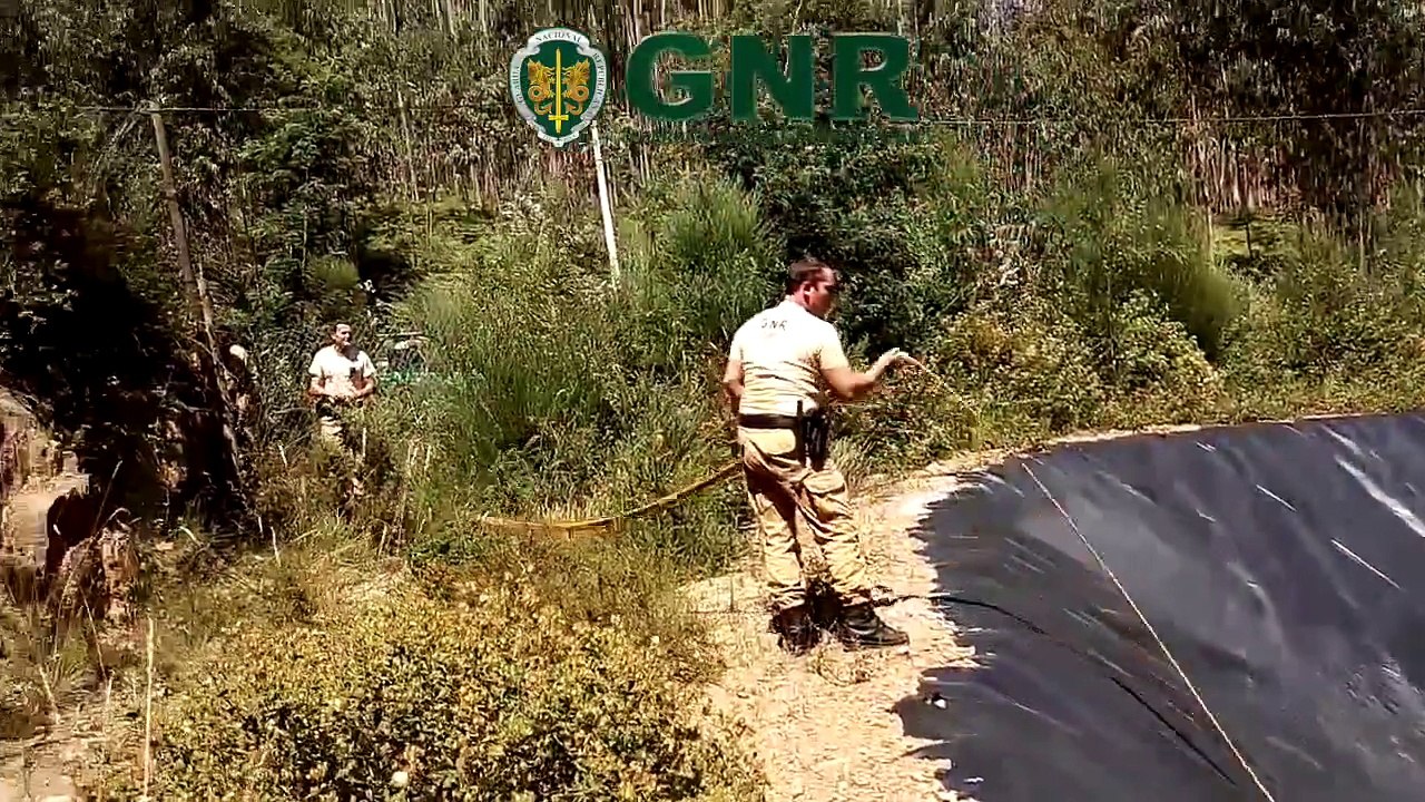 Raposas presas em lago