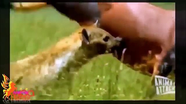 야생 동물 싸움 ✫ 사자 VS 하이에나 진짜 싸움 ✫ 하이에나 사냥