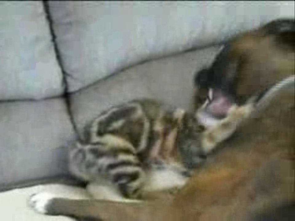 Chat bouledogue