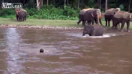 Cet éléphant traverse la rivière pour sauver un homme !