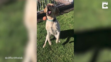 Ce chien n'arrive à rattraper aucune balle au vol !