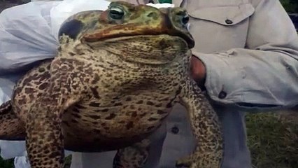 Capturaan un enorme sapo mutante de 5,6 kilos.