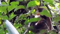 동물의 세계 ✫ 아나콘다 사냥 원숭이 나무에 ✫ 파이썬 공격 원숭이
