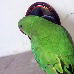 Nescafe and Indian red ring parrot