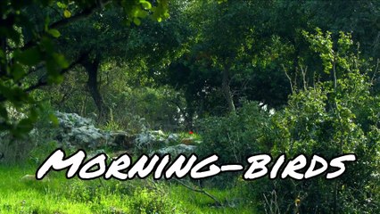 Natural sounds Morning Birds singing