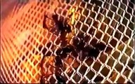 Documentary Ant National Geographic 2017 Hormigas Asesinas | Documental VeVo