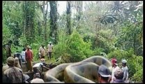 WORLD BIGGEST SNAKE ANACONDA FOUND IN AMERICA'S AMAZON RIVER