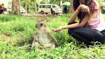 Babe Monkey Playing with girl Funny monkey Angkor with tourist girl near Angkor wat