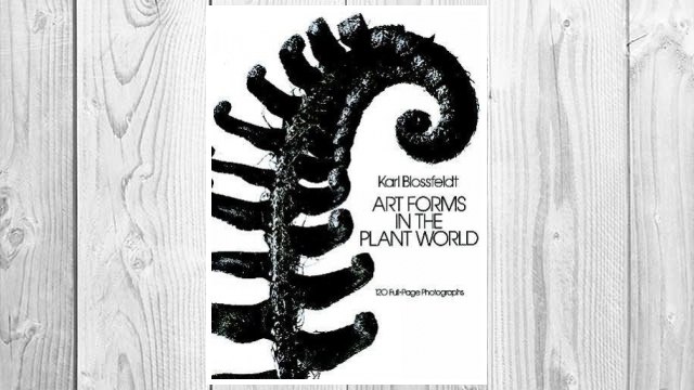 Download PDF Art Forms in the Plant World: 120 Full-Page Photographs (Dover Pictorial Archive) FREE