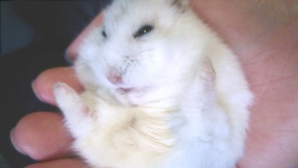 Hamster grooming on my hand