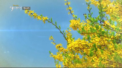 봄의 시작을 알리는 첫 번째 꽃, 개나리 / YTN (Yes! Top News)