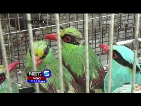 Ratusan Burung Disita dari Bandara di Medan - NET5
