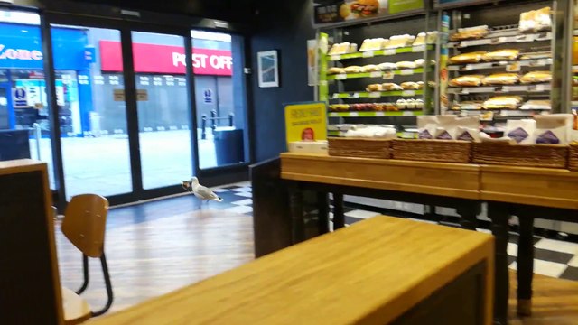 Une mouette vole un paquet de chips dans un magasin...