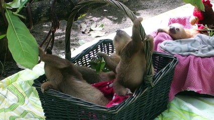 Baby-Sloths