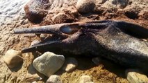 Animaux appareil photo pris dinosaures disparu monstre sur Pteradyl loch ness 2016 possible loc