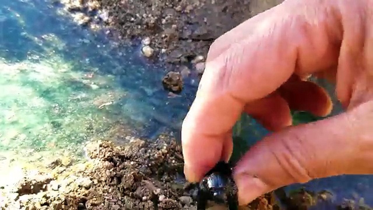 Animaux enfants enfants Apprendre des noms apparaitre Mer requin tout petit jouet jouets vidéo sauvage Zoo mickey