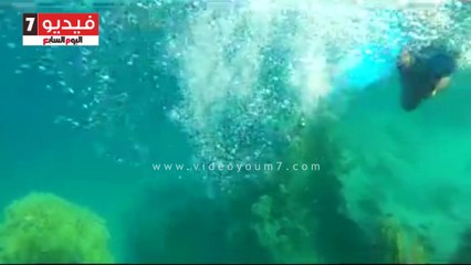 تجمع دلافين بمرسى سيفين شمال مرسى علم