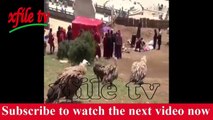 eating vultures Killing Rohingyas Feed with vultures