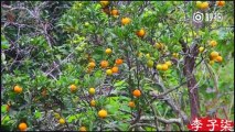 How to make Chinese canned tangerine? | Chinese Food | [古香古食] Li zi qi 李子柒