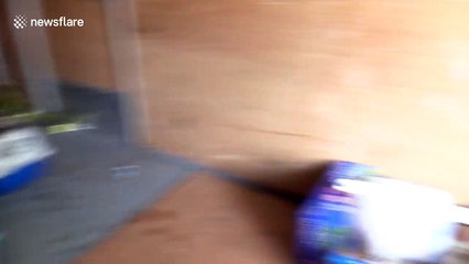 Animal rescuers save over 40 cats from hoarding house