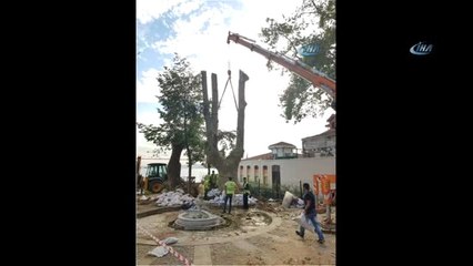 180 Yaşındaki Tarihi Çınar Toprağa Tutunmaya Çalışıyor