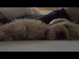 This Dog Takes Her Afternoon Naps Very Seriously