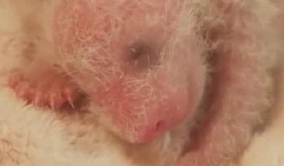 Yavru pandanın ilk 30 günü... Değişime inanamayacaksınız