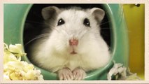 Winter white dwarf hamster