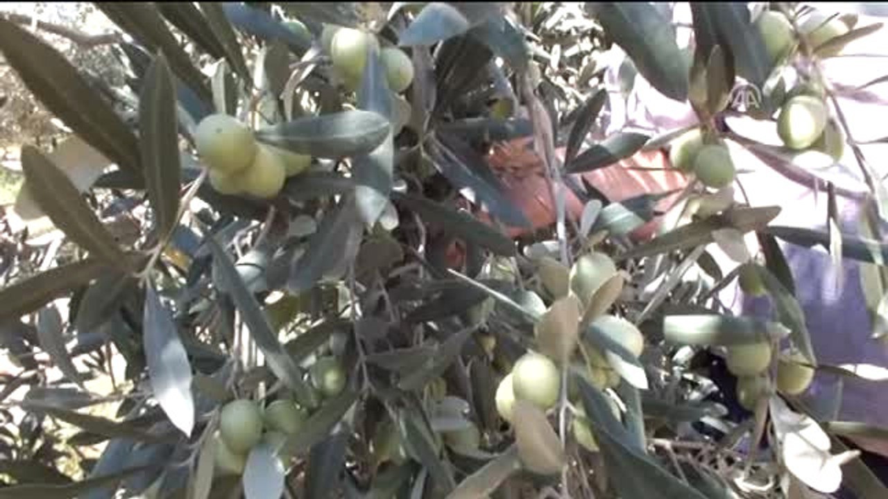 Silifke Zeytin Üretiminde de İddialı