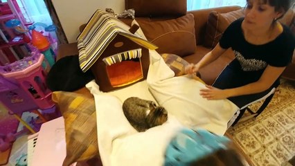 KEDİCİK ALİNA HASTALANDI, veterinere götürdük, 40,5 derece ateşle 2 iğne yapıldı alinaya