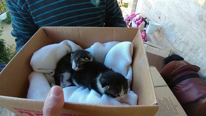 ALİNANIN 2 YAVRUSUNU BAŞKASINA VERDİK ... Elif çok üzüldü çok ağladı