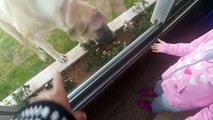 3 yavru kangal köpeği ve elif ,eğlenceli çocuk videosu