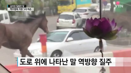 [영상] '승마장 탈출' 말, 도로 역주행...차량 5대 파손 / YTN