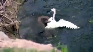 Amazing - the snake attacks the white swan !!!