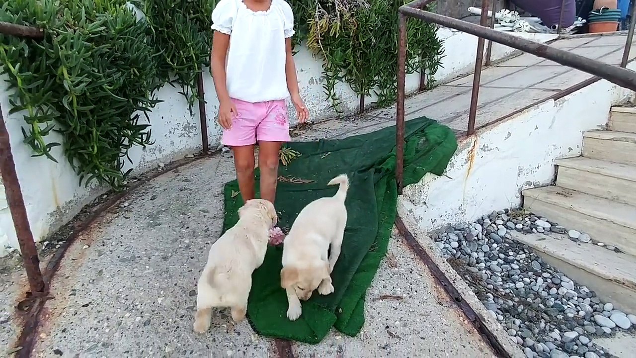 Elif plajda minik köpek yavruları ile oynuyor. Eğlenceli çocuk videosu
