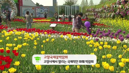 꽃향기 따라 떠나는 '봄꽃 여행' / YTN