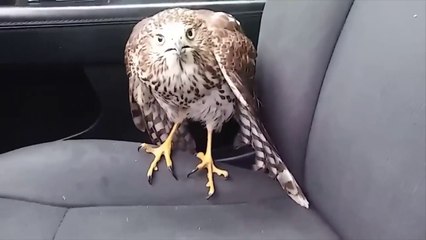 Hawk hides from Hurricane Harvey IN TAXI - AMAZING, 2017