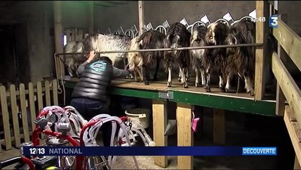 Découverte : la chèvre des Fossés, une race au lait prisé