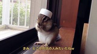呆萌花栗鼠【中文CC字幕】試著把瓶蓋放在花栗鼠的頭上.