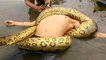Giant Anaconda Attacks Hmans Caught on Tape - When Animals attack People Caught on Camera