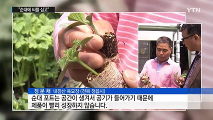 "순대에 씨를 심고"...파종 자동화 성공 / YTN