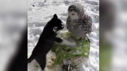 Ce chiot adore jouer avec cette chouette !