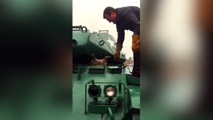 Ce raton laveur est un peu trop curieux !