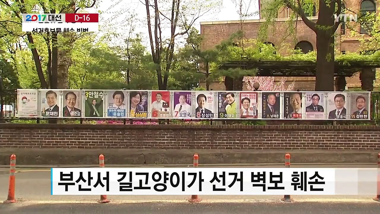 수난당하는 선거 홍보물...선관위, 엄중 단속 / YTN