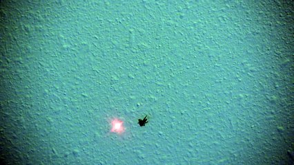 Une araignée chasse un pointer laser