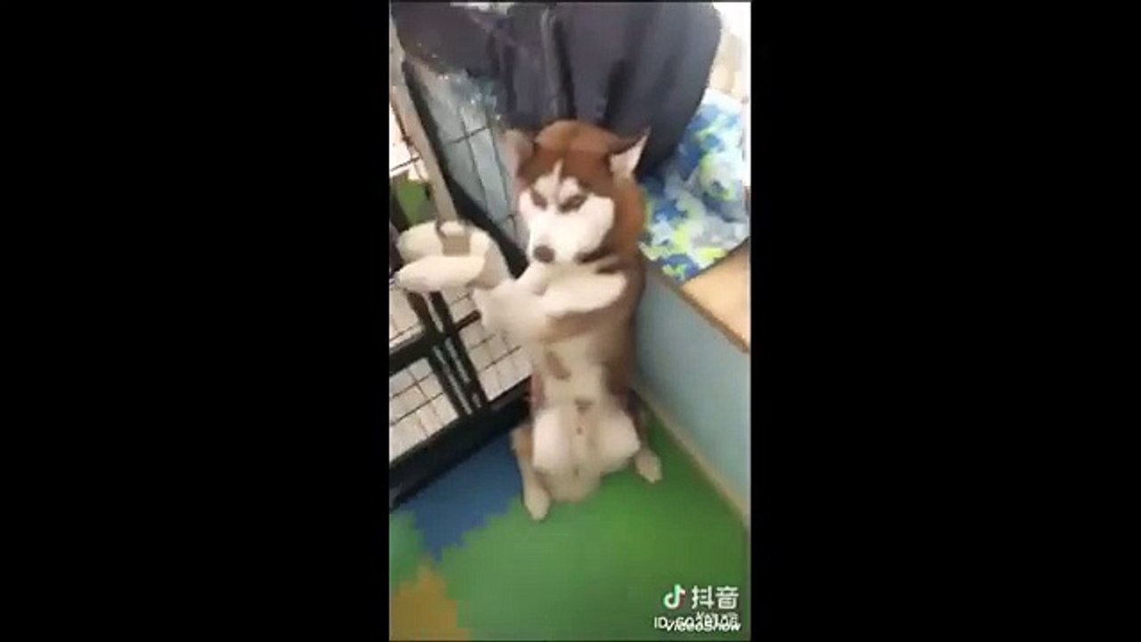 Funny Husky - Best video 2017 - I bet you 1000 $ you will laugh